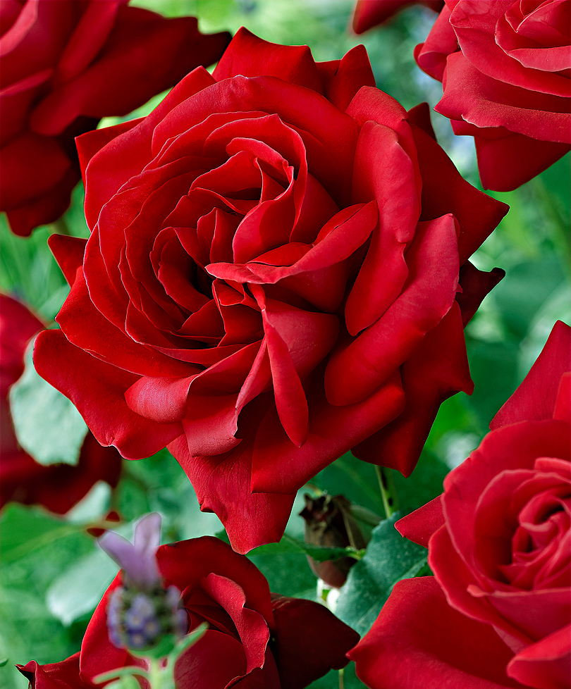 Red Rose Dame de Couers